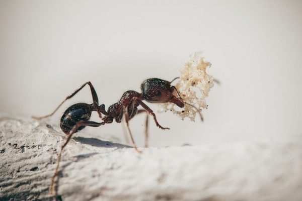 ants-5061910_640