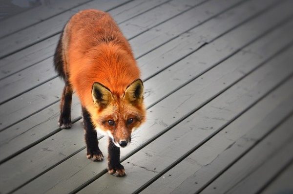 red-fox-764890_640