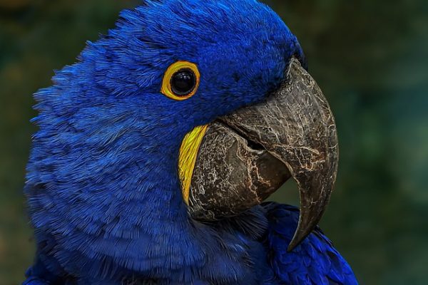 blue-macaw-g3e6e3df69_640
