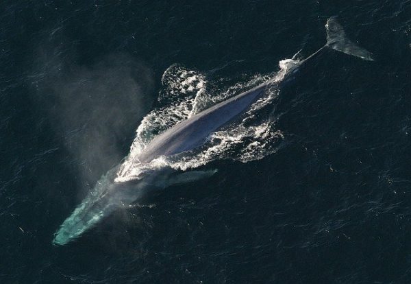 blue-whale-g18bbf4fae_640